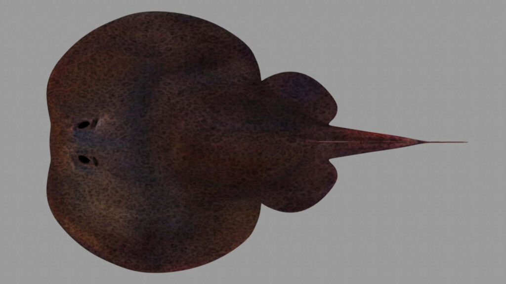 Realistic electric ray wallpaper with rounded body long tail dark textured skin on grey background