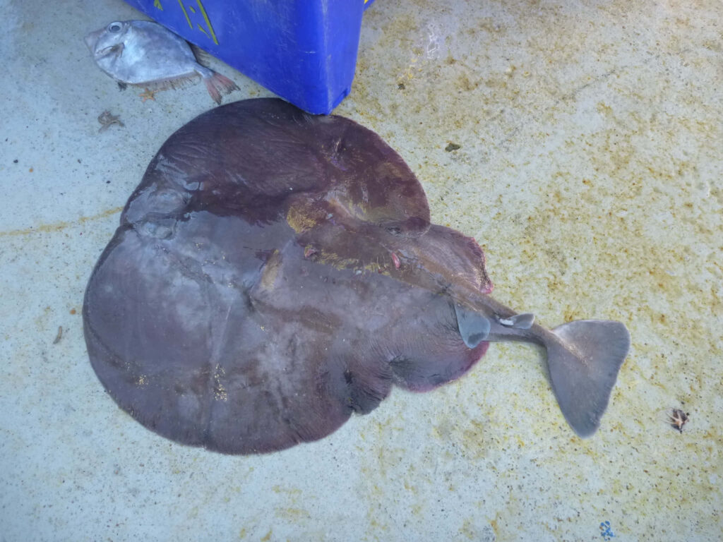Realistic electric ray on wet concrete with broad body and long tail natural aquatic hues wallpaper