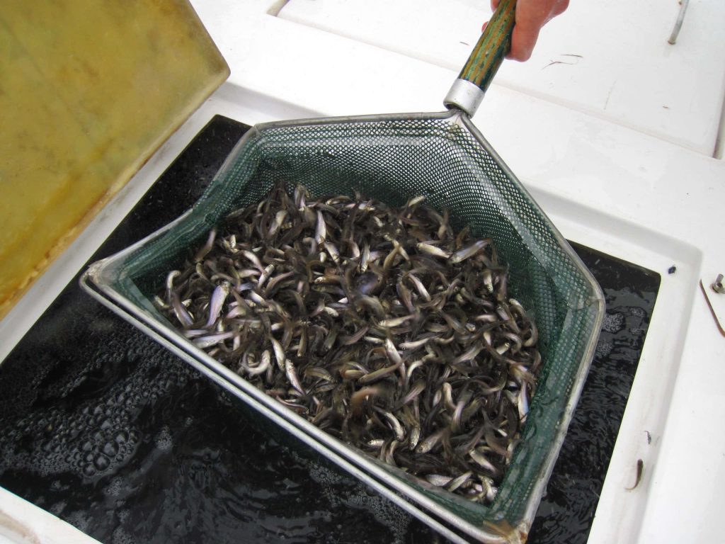 Fathead minnow harvest with green net lifting silvery minnows from aquaculture bait tank Wallpaper