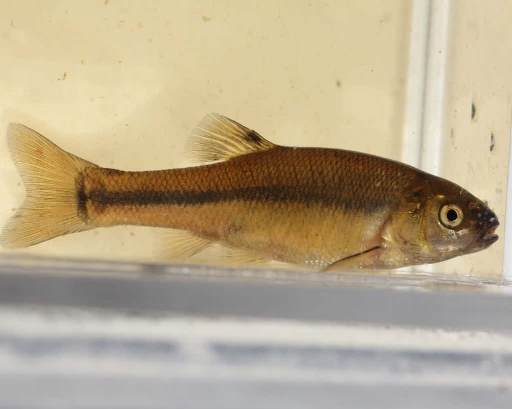 Side view of a Fathead Minnow freshwater fish with dark stripe in aquarium background wallpaper
