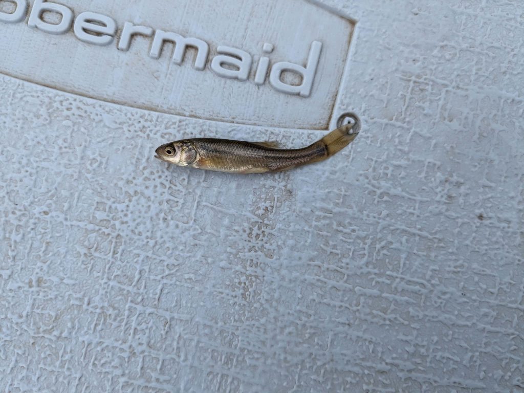 Close-up of small Fathead Minnow on white Rubbermaid cooler lid with natural lighting details Wallpaper