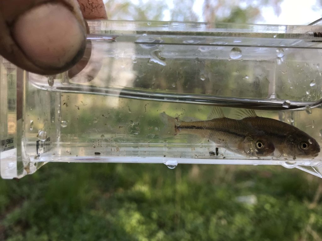 Close-up of two Fathead Minnows in clear water container with soft green outdoor background Wallpaper