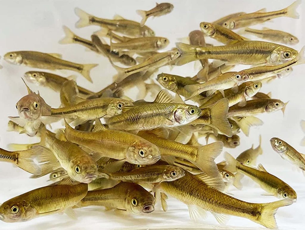 School of olive Fathead Minnows swimming in clear water on minimalist bright white background wallpaper