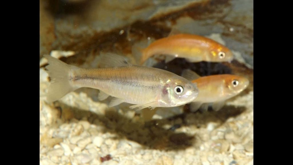Macro shot of silvery Fathead Minnows swimming over sandy gravel riverbed underwater wallpaper