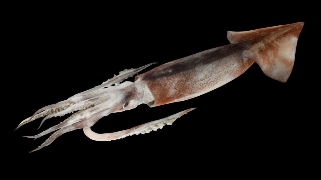 Realistic flying squid with mottled brown skin and detailed tentacles on black background wallpaper