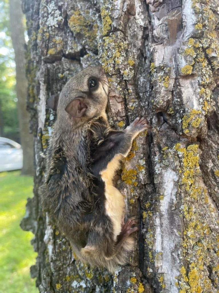 Flying squirrel clinging to lichen-covered tree trunk with large eyes and soft bicolor fur Wallpaper