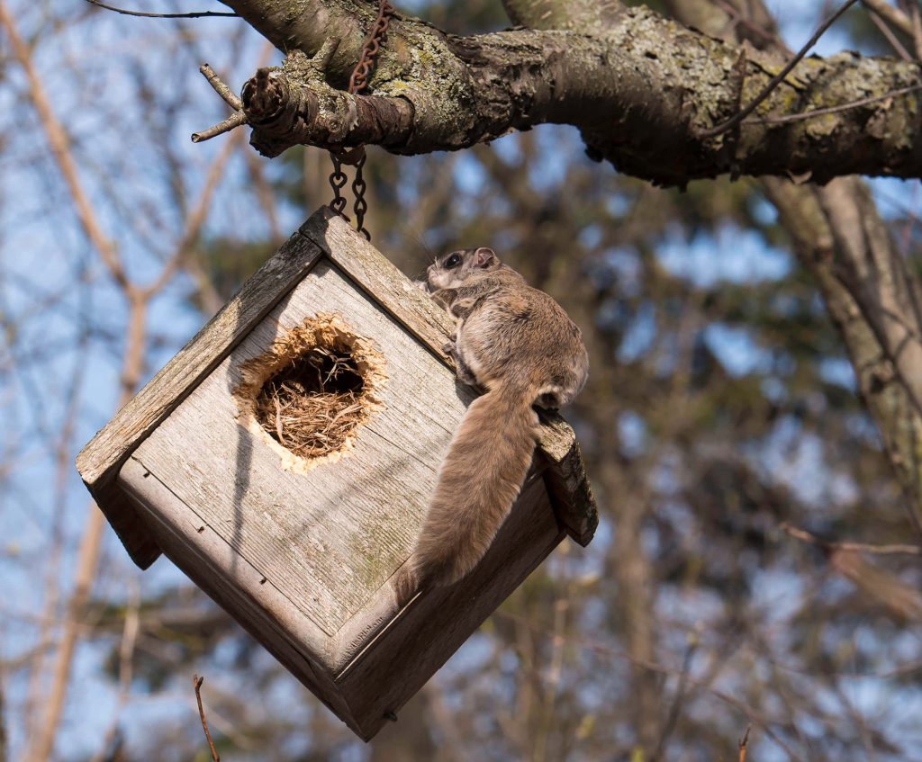 Realistic flying squirrel on wooden nest box hanging from tree in soft forest light wallpaper