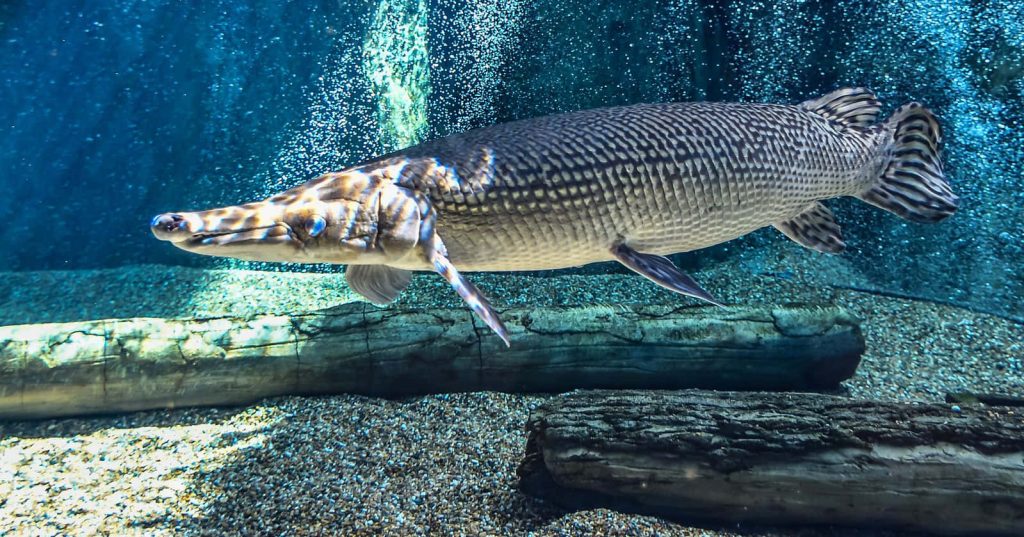 Realistic gar fish swimming in serene aquarium with detailed scales and blue ambient light Wallpaper