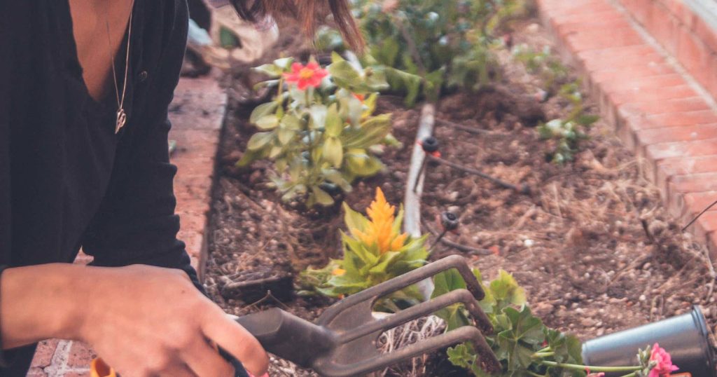 Enthusiastic gardener raking soil near vibrant flowers with handheld cultivator in garden Wallpaper