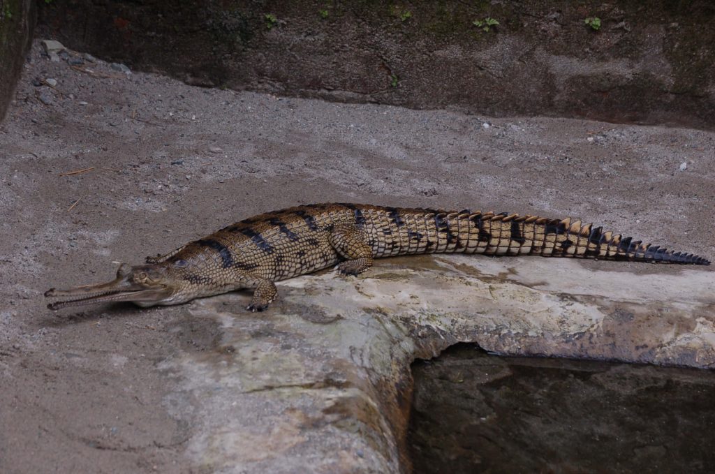 Realistic Gharial resting on concrete bank showing long snout and patterned scales wallpaper