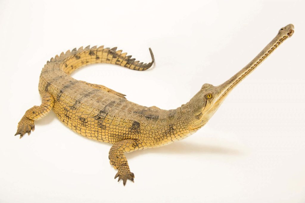 Realistic Gharial crocodile with detailed tan scales isolated on white studio background wallpaper