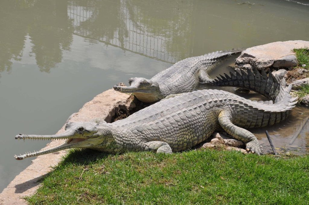 Two Gharials resting by water edge showing long snouts and textured scales in daylight Wallpaper