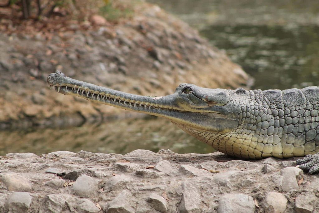 Sharp profile of a gharial resting on rocky riverbank showing slender snout and scales Wallpaper