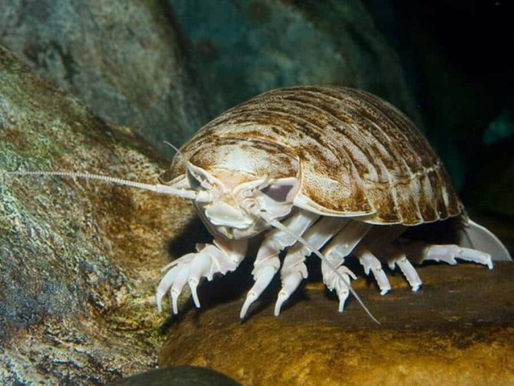 Realistic Giant Isopod underwater photo on rocky seabed showing detailed segmented crustacean Wallpaper