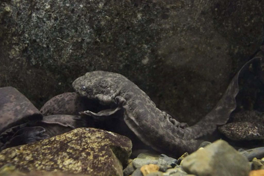 Realistic underwater wallpaper of Giant Salamander resting on river rocks with textured skin
