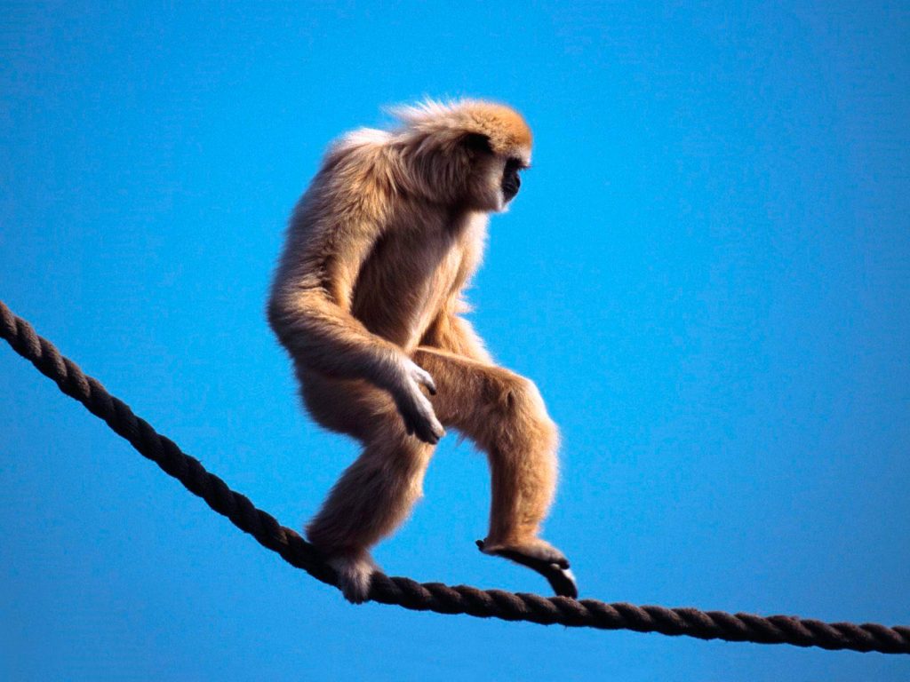 Realistic gibbon walking on rope against vibrant blue sky nature wallpaper background