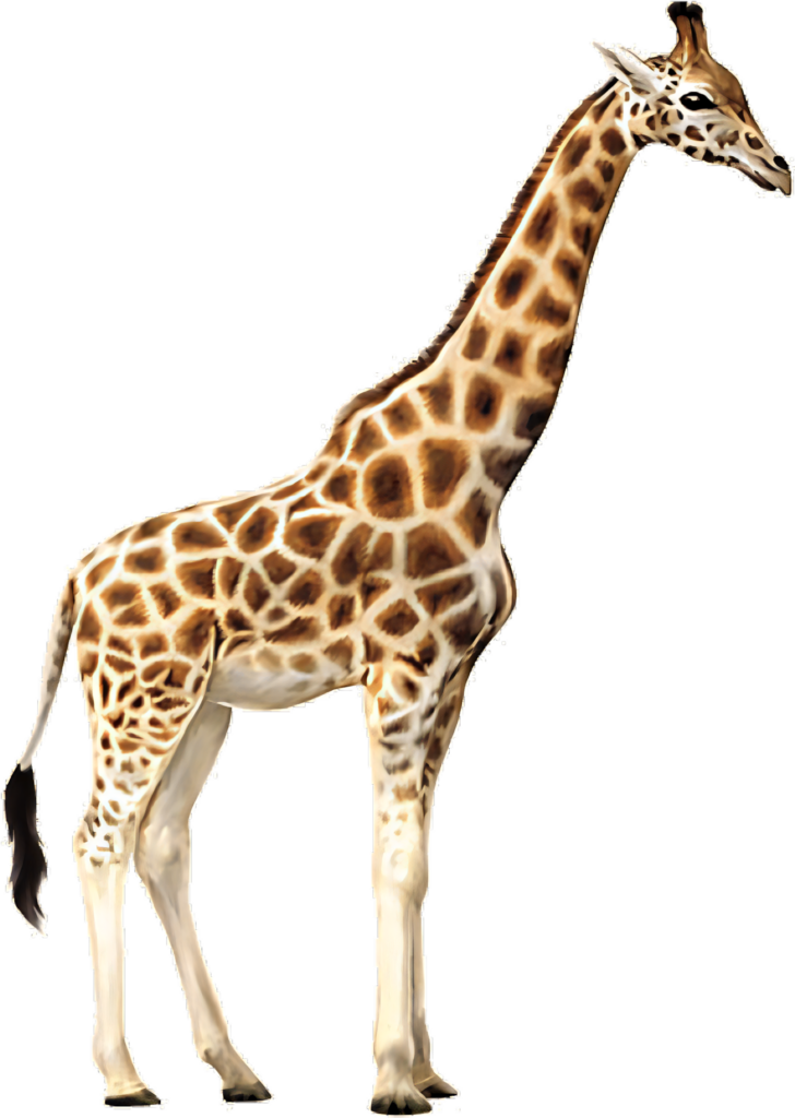 Graceful Giraffe Wallpaper on Transparent Background for Design Projects