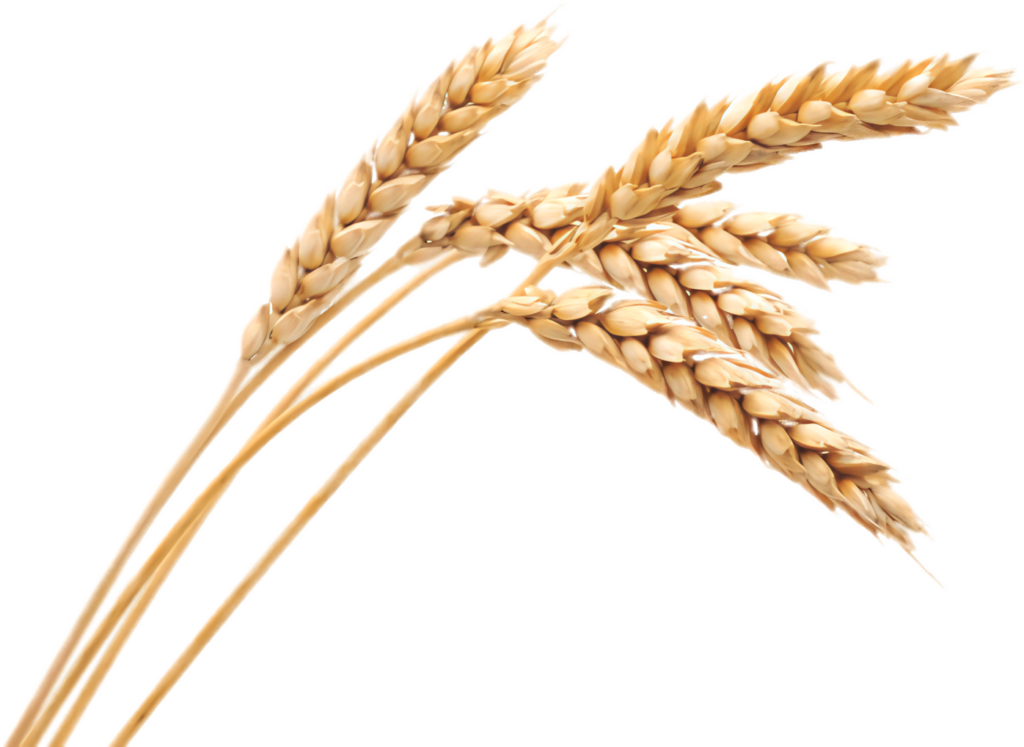 Golden Wheat Stalks Wallpaper - Nature's Bounty PNG for Design