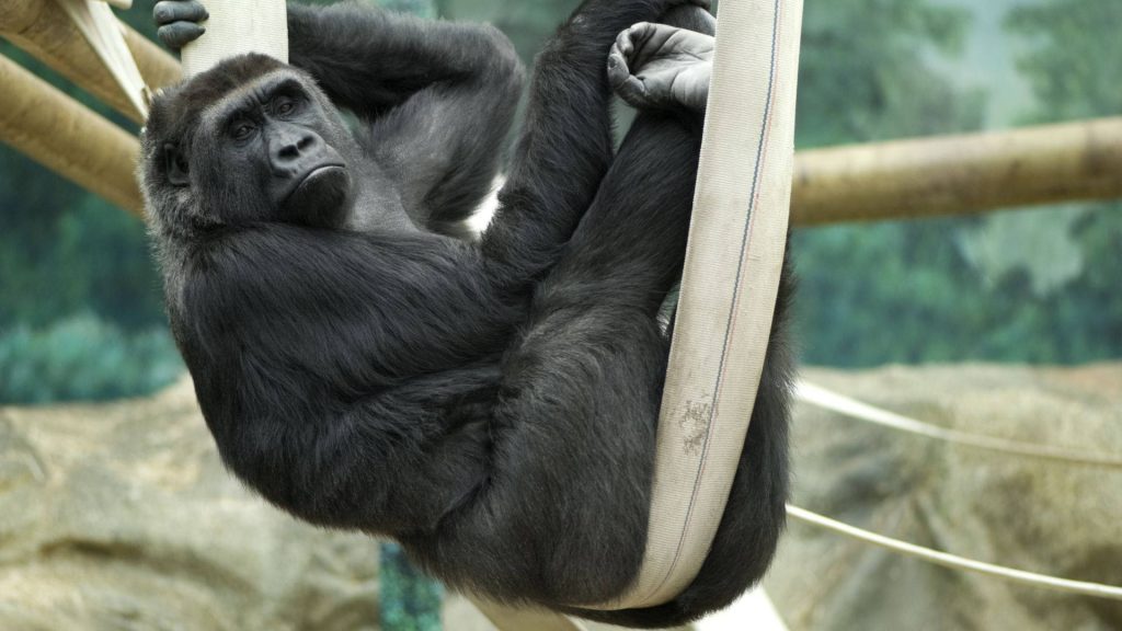 Close-up gorilla hanging from beige strap detailed fur wildlife wallpaper background realistic