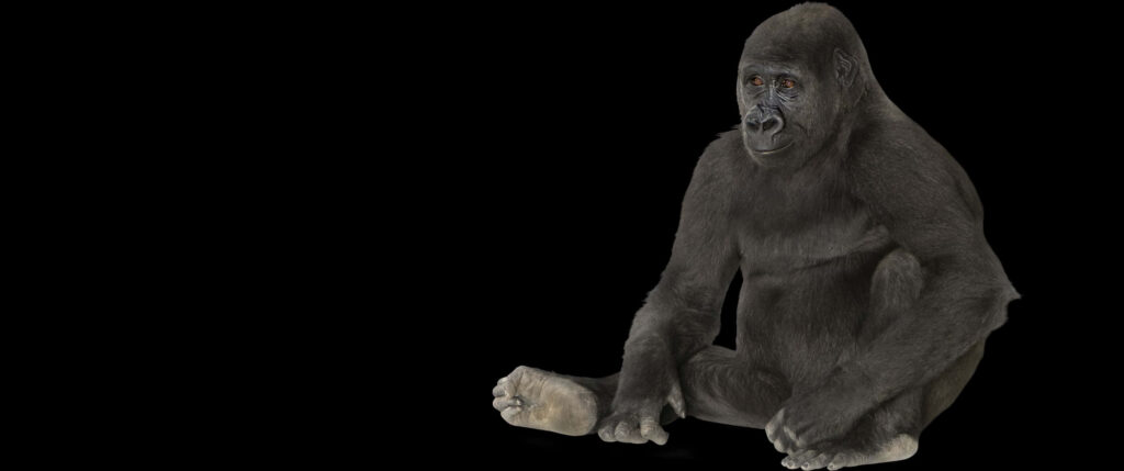 Realistic 3440x1440 Gorilla Wallpaper on Sleek Black Background