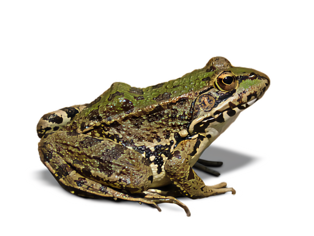 Stunning PNG Frog Illustration on Black Background - Realistic Details Wallpaper