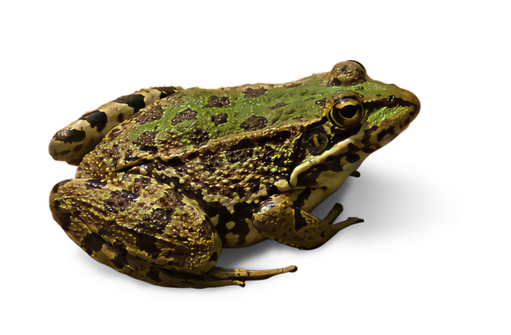 Realistic Green and Brown Frog Wallpaper on Black Background