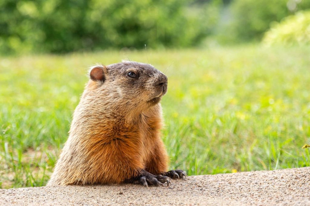 Realistic groundhog perched on concrete ledge with soft green bokeh nature background wallpaper