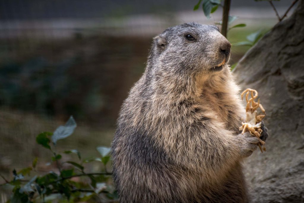Alert groundhog holding food in soft natural light with detailed fur and blurred nature background Wallpaper