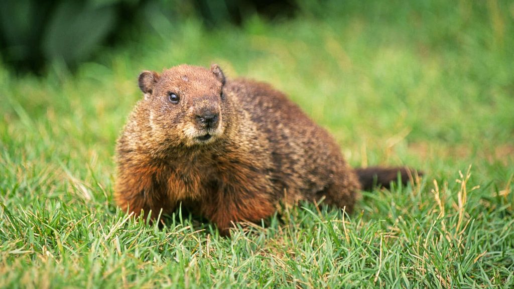 Alert groundhog resting in vibrant green grass with textured brown fur in natural light wallpaper