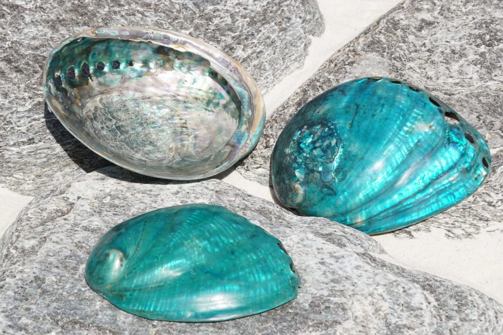 Three Haliotis abalone shells on grey stones with iridescent nacre and teal exteriors Wallpaper