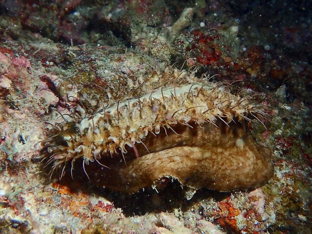 Realistic underwater Haliotis snail with spiky mantle on vibrant algae-covered rocky reef Wallpaper