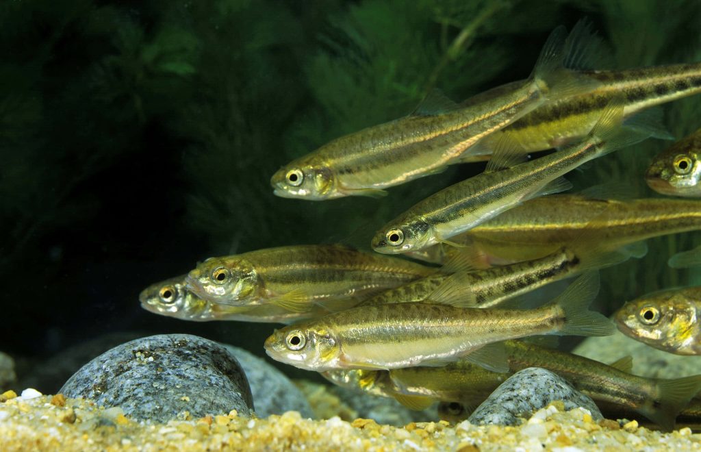 High-definition wallpaper of golden Fathead Minnows swimming over rocky riverbed underwater