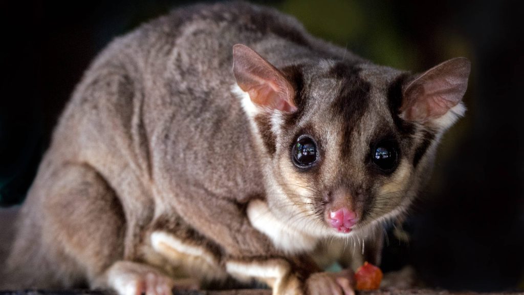 High-resolution wallpaper of a large adult sugar glider with wide eyes and soft grey fur