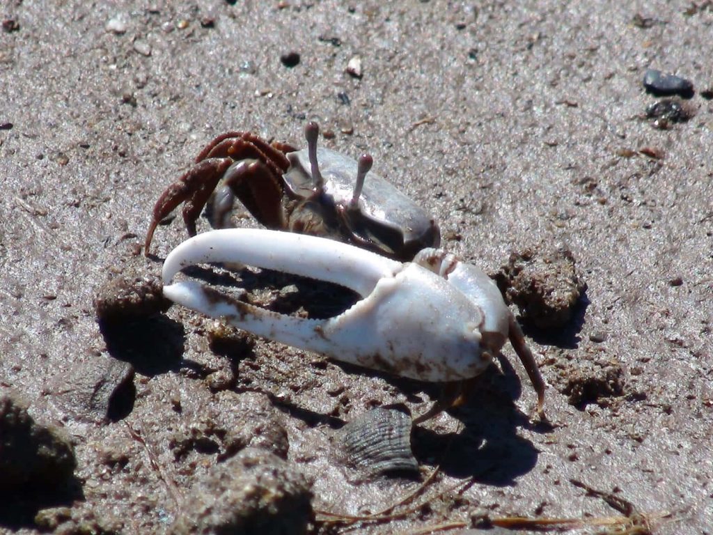 Male fiddler crab on textured damp sand with large white claw natural beach macro wallpaper