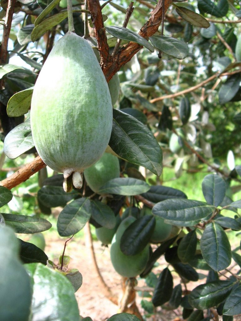 Close-up of ripe green feijoa fruit on textured branch with lush green leaves background Wallpaper
