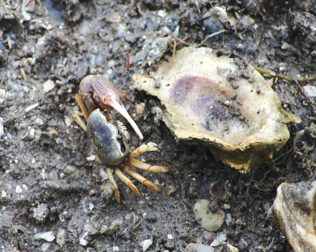 Male fiddler crab with large claw beside oyster shell on textured intertidal mudflat background Wallpaper