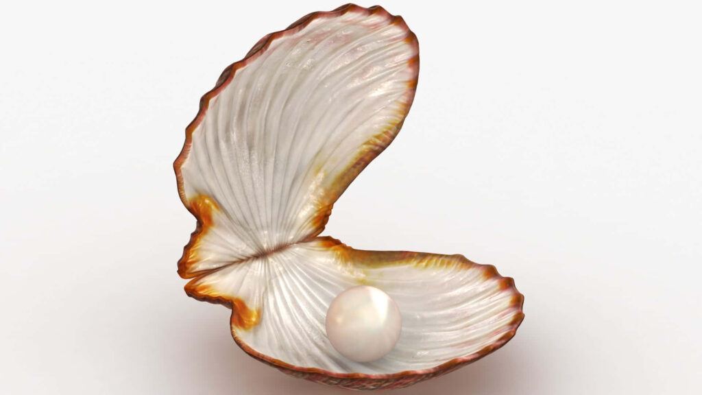 Realistic open clam shell with lustrous pearl natural textures warm coppery edges on white background Wallpaper