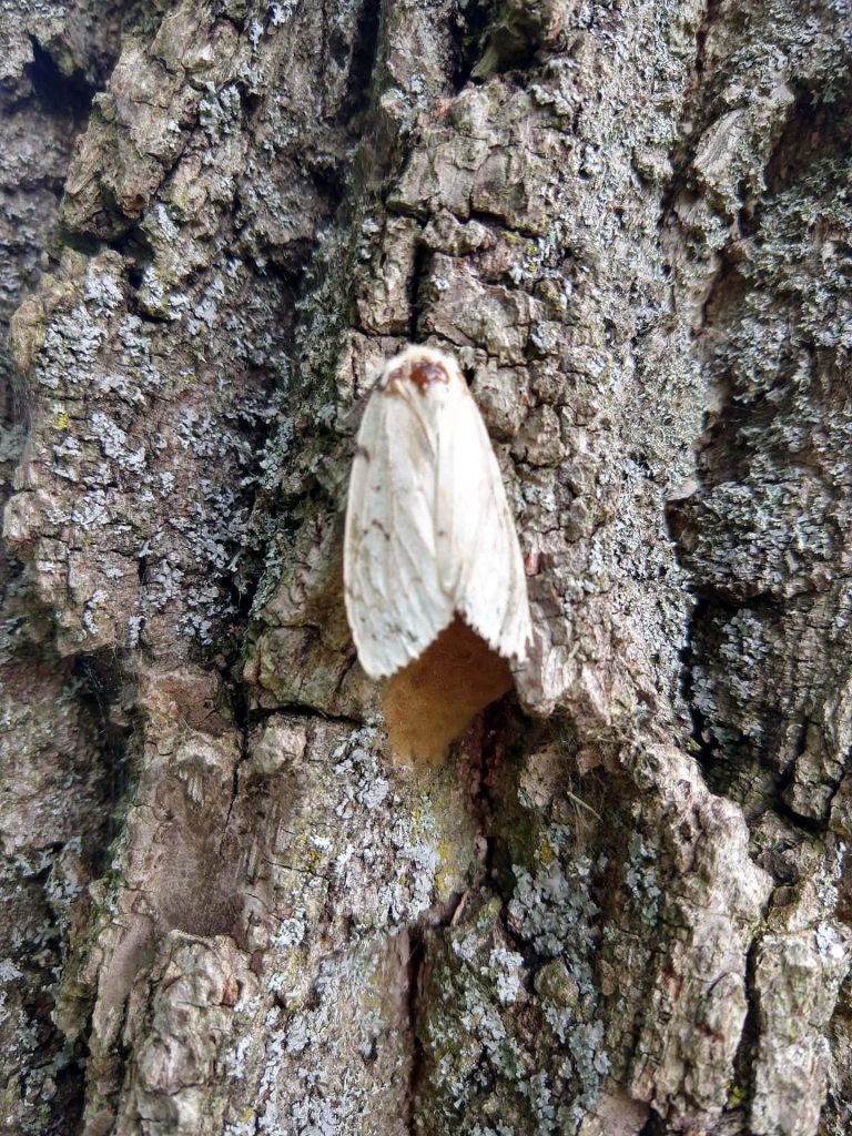 Pale white Spongy Moth on textured lichen tree bark showcasing natural camouflage and detail Wallpaper