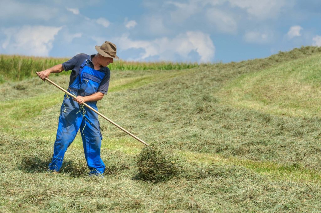 Farmer in blue overalls harvesting hay with wooden tool on sunlit grassy rural hillside Wallpaper
