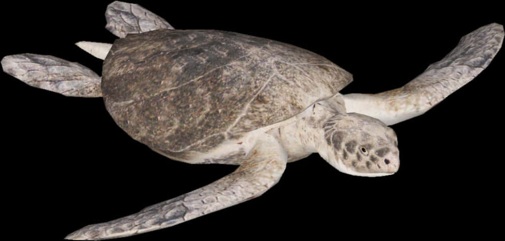 Realistic Sea Turtle Wallpaper on Black Background - Intricate Details