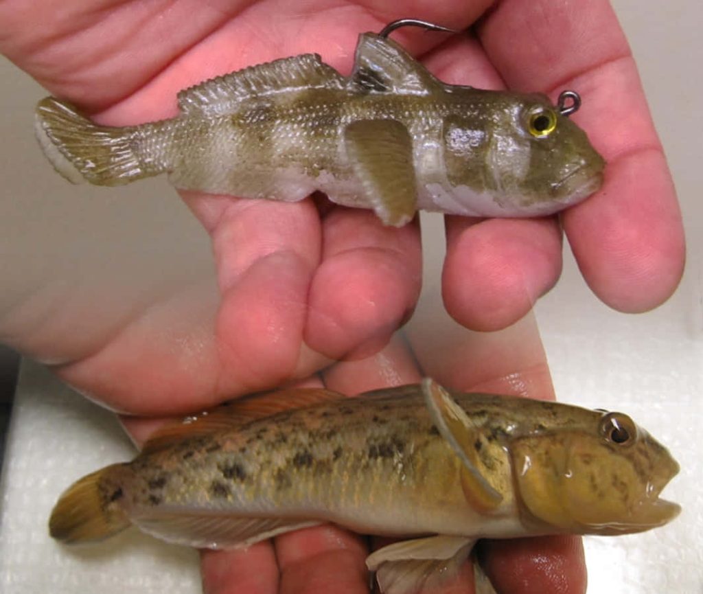 Realistic soft plastic fishing lure above live Round Goby held in hands detailed texture closeup Wallpaper