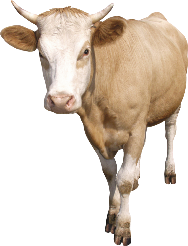 Realistic Tan Cow on Transparent Background for Design Projects Wallpaper