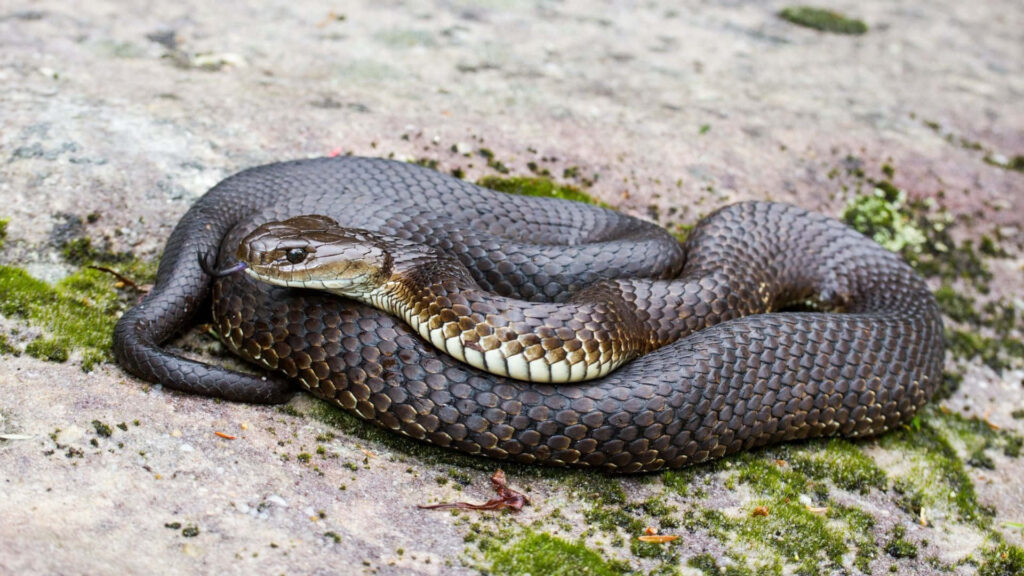 Realistic Tiger Snake Wallpaper on Mossy Rock - Serene Background
