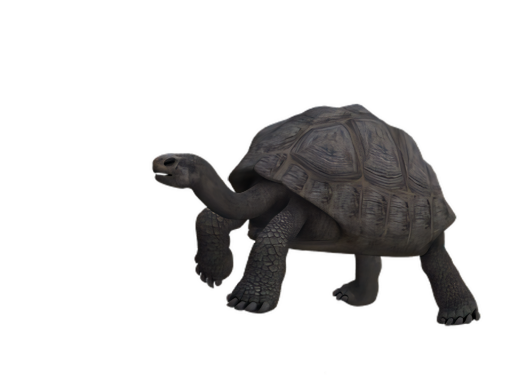 Realistic Tortoise Illustration on Black Background - Detailed Features Wallpaper