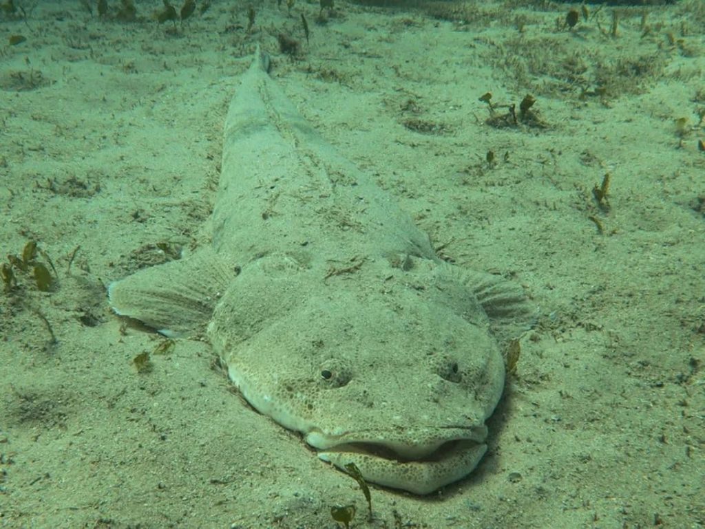 Realistic underwater photo of flathead fish camouflaged on sandy seafloor with detailed texture Wallpaper