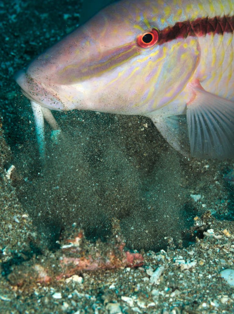 Close-up of goatfish foraging on sandy ocean floor with natural light underwater wallpaper