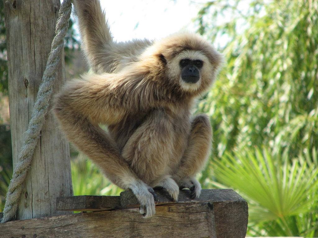 Buff White-handed Gibbon perched on rustic trunk with thick fur and green blurred background Wallpaper