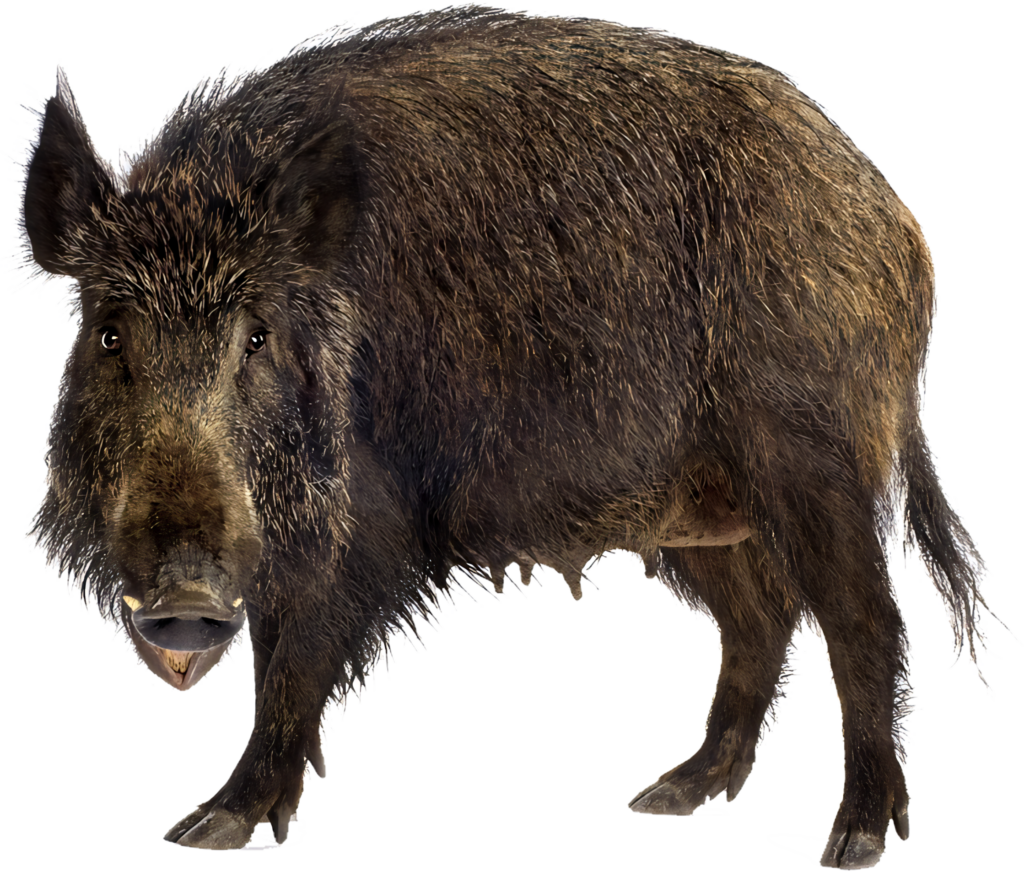 Realistic Wild Boar Wallpaper on Transparent Background for Design