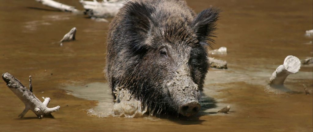 Wild boar wading through muddy water with driftwood natural earthy wildlife wallpaper background