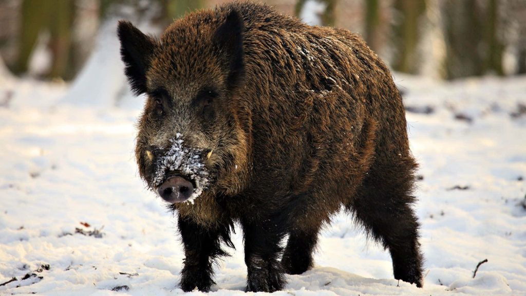 Majestic wild boar with frost on snout in snowy forest realistic high-quality nature wallpaper